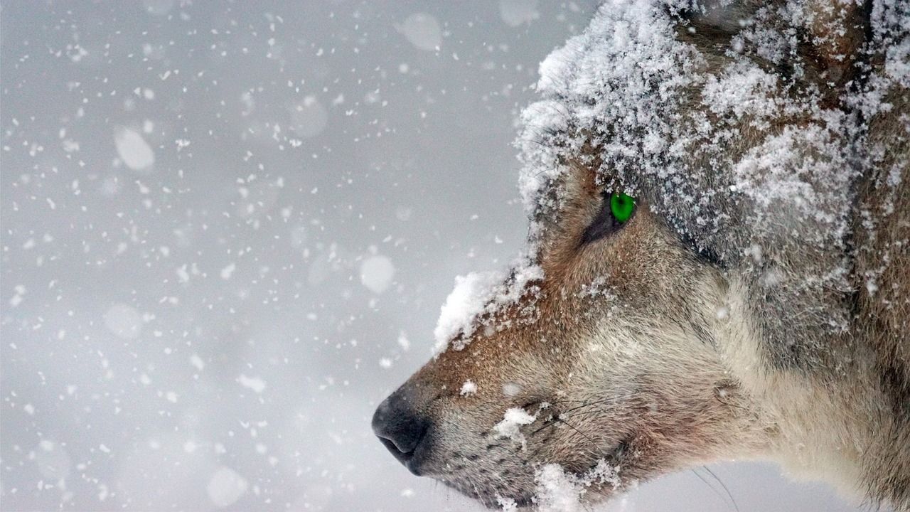 W Karpatach miejscami przyrost pokrywy śnieżnej o około 8 cm (fot. pixabay/Schäferle)