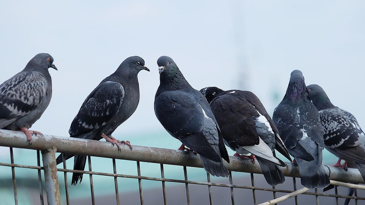 Martwe ptaki, wirus atakuje – co należy zrobić? (fot. Shutterstock/ Mostlysunny) Martwe ptaki, wirus atakuje – co należy zrobić? (fot. Shutterstock/ Mostlysunny)