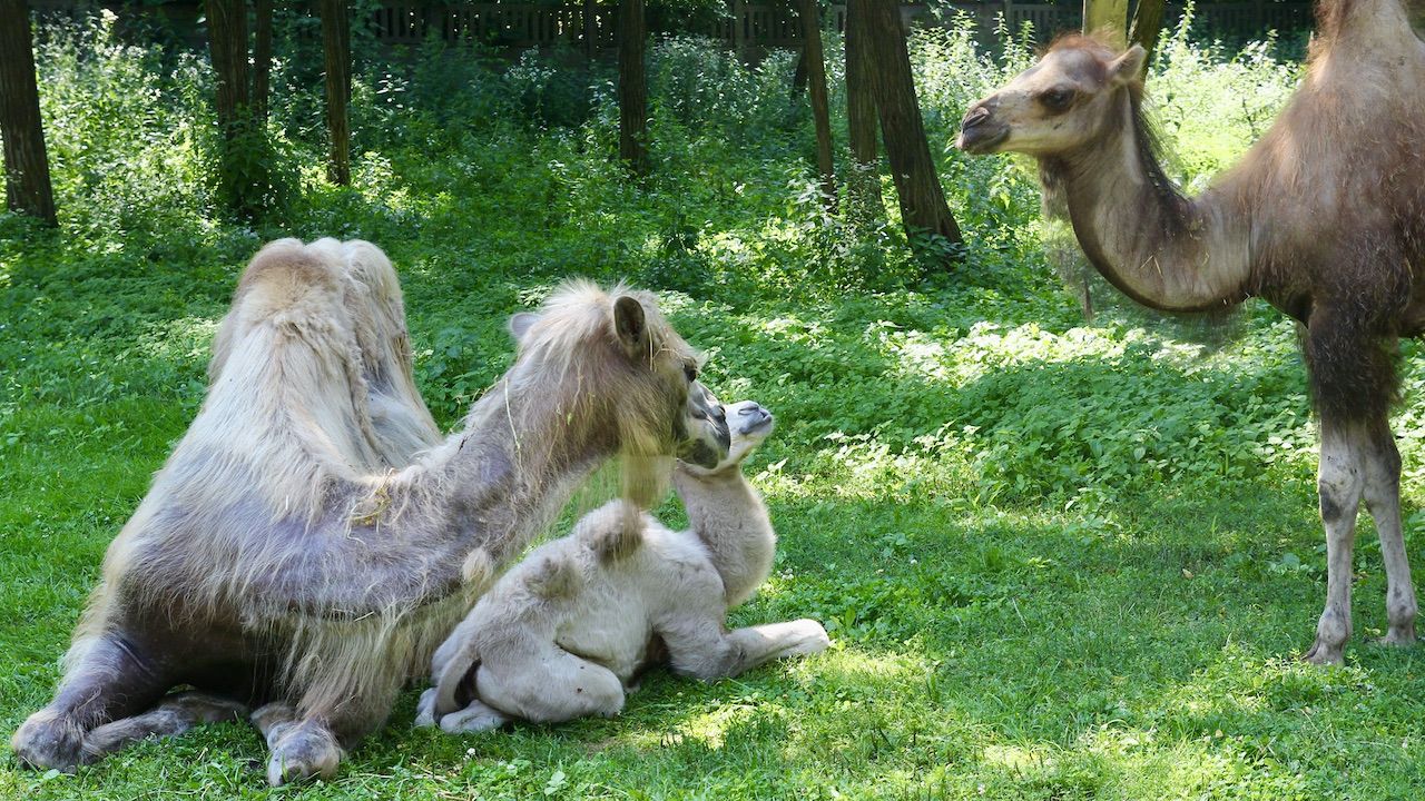 Wielbłąd Maniek jest pod czułą opieką mamy Helgi (fot. FB/Warszawskie ZOO) Wielbłąd Maniek jest pod czułą opieką mamy Helgi (fot. FB/Warszawskie ZOO)