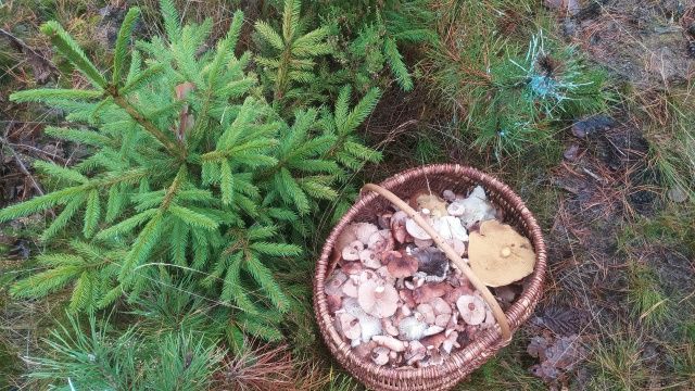 Корзина грибов из Сенненского района 13 ноября. Фото: ВК «Грибы: грибные войска Беларуси»