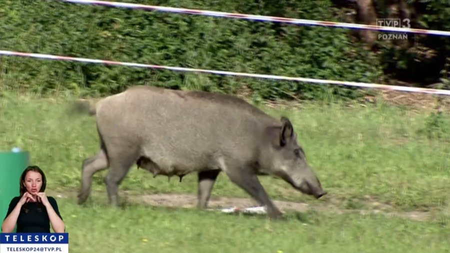 Poznań. Nie zareagowano na dziki. Interwencja (fot. TVP3 Poznań)