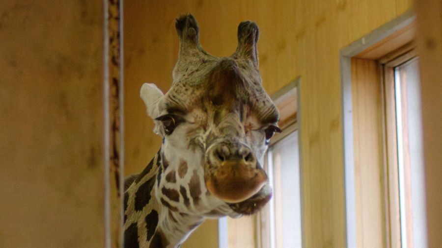 Dziś obchodzimy Światowy Dzień Żyrafy / fot. Warszawski Ogród Zoologiczny