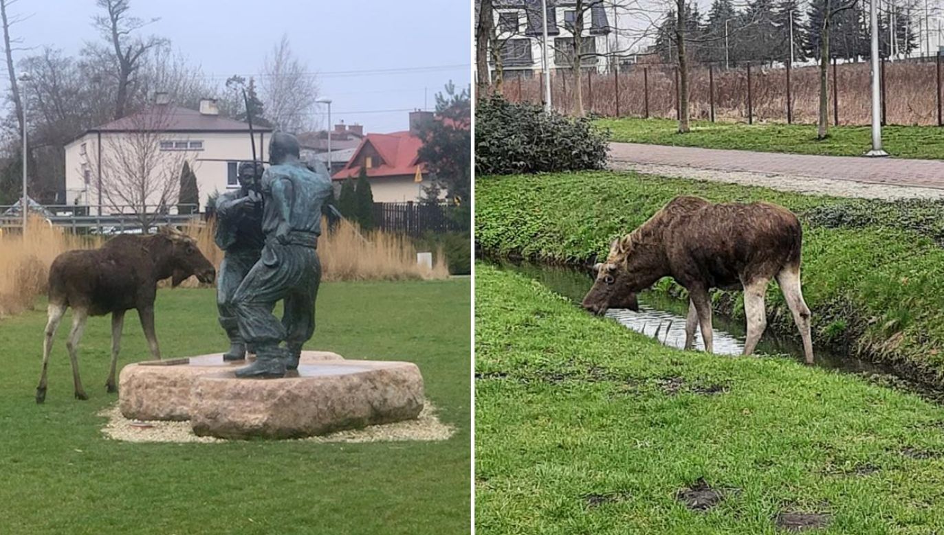 Łoś wspierał pomnikowego Michała Wołodyjowskiego i skorzystał z sadzawki (fot. Facebook/Urząd Gminy Stare Babice)
