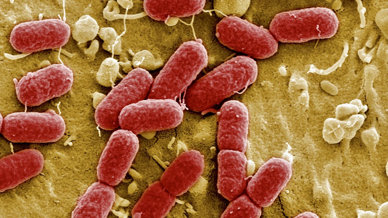 Do najmniejszej syntetycznej bakterii naukowcy dodali zaledwie 7 białek, aby zaczęła się przemieszczać (fot. HZI/Getty Images, zdjęcie ilustracyjne)