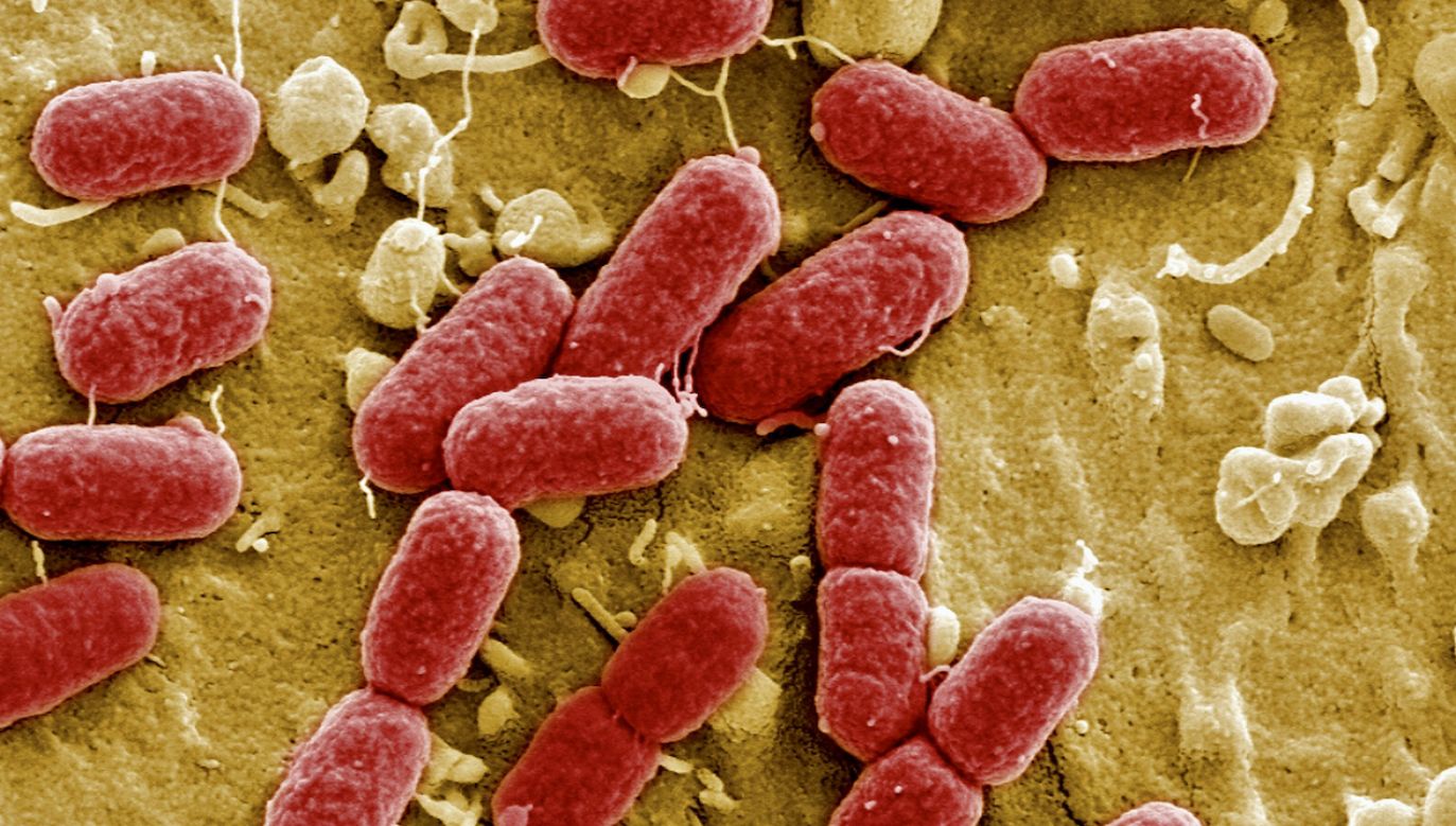 Do najmniejszej syntetycznej bakterii naukowcy dodali zaledwie 7 białek, aby zaczęła się przemieszczać (fot. HZI/Getty Images, zdjęcie ilustracyjne)