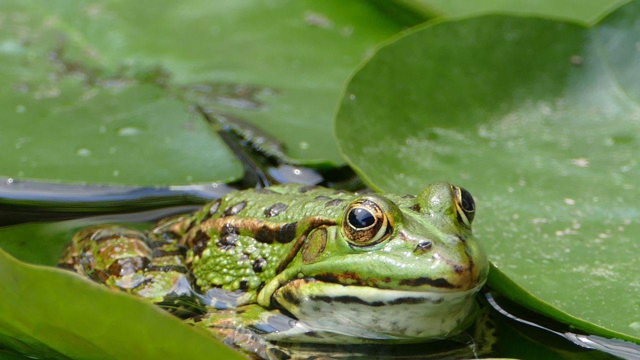 амфибии в туле