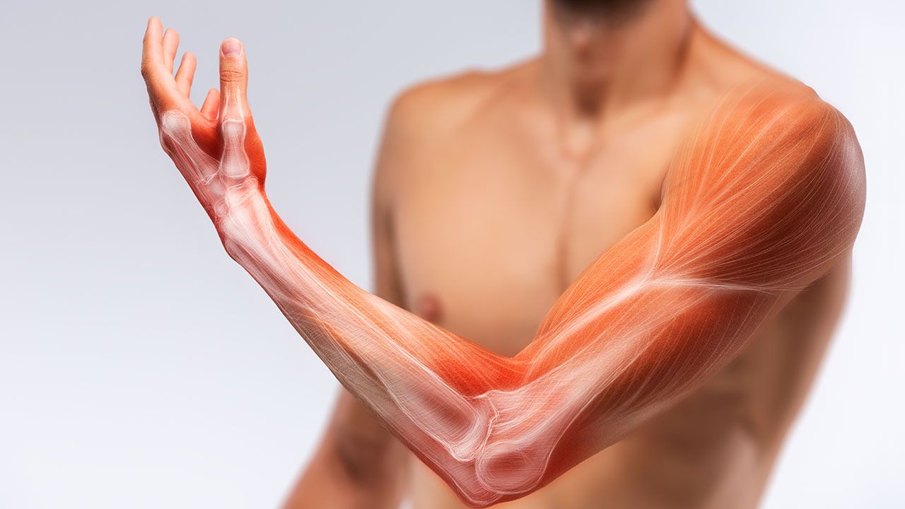 Biotechnolodzy wyhodowali komórki macierzyste mięśni człowieka (fot. Shutterstock/BigBlueStudio)