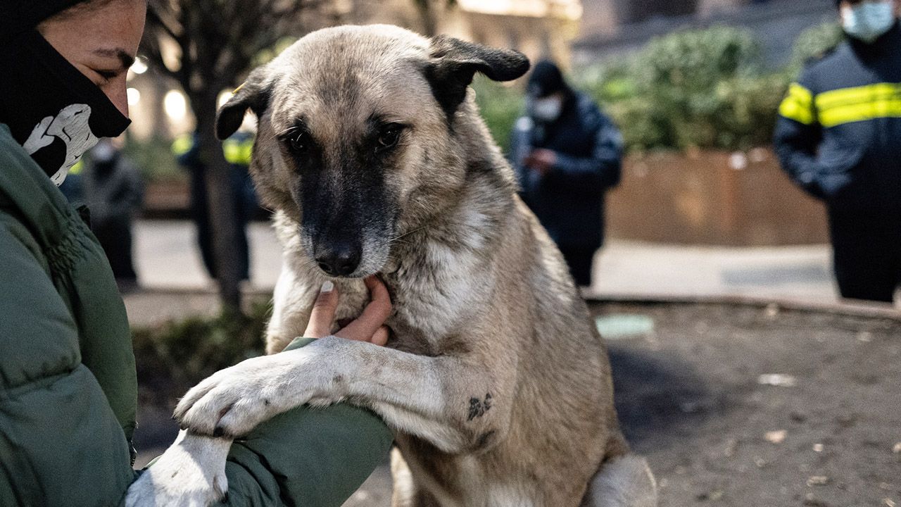 Fajerwerki pod kontrolą. Nowe przepisy mają chronić zwierzęta