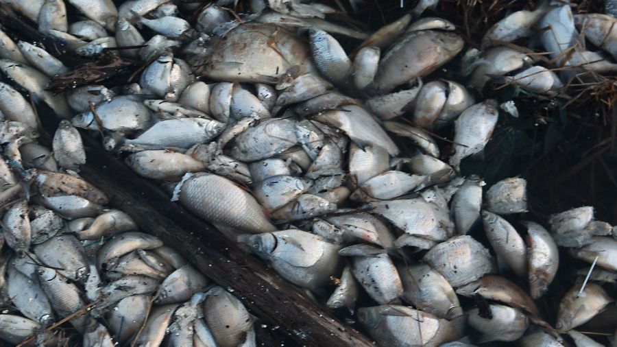 Śnięte ryby w jez. Jamno. „Dostęp związków azotu i fosforu jest nieustanny”