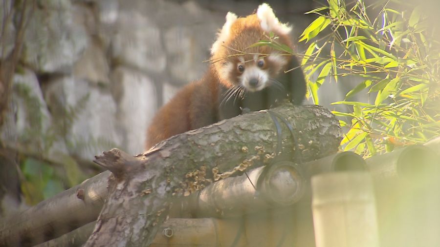 Najmłodsza panda mała w krakowskim zoo ma już imię – Bao!