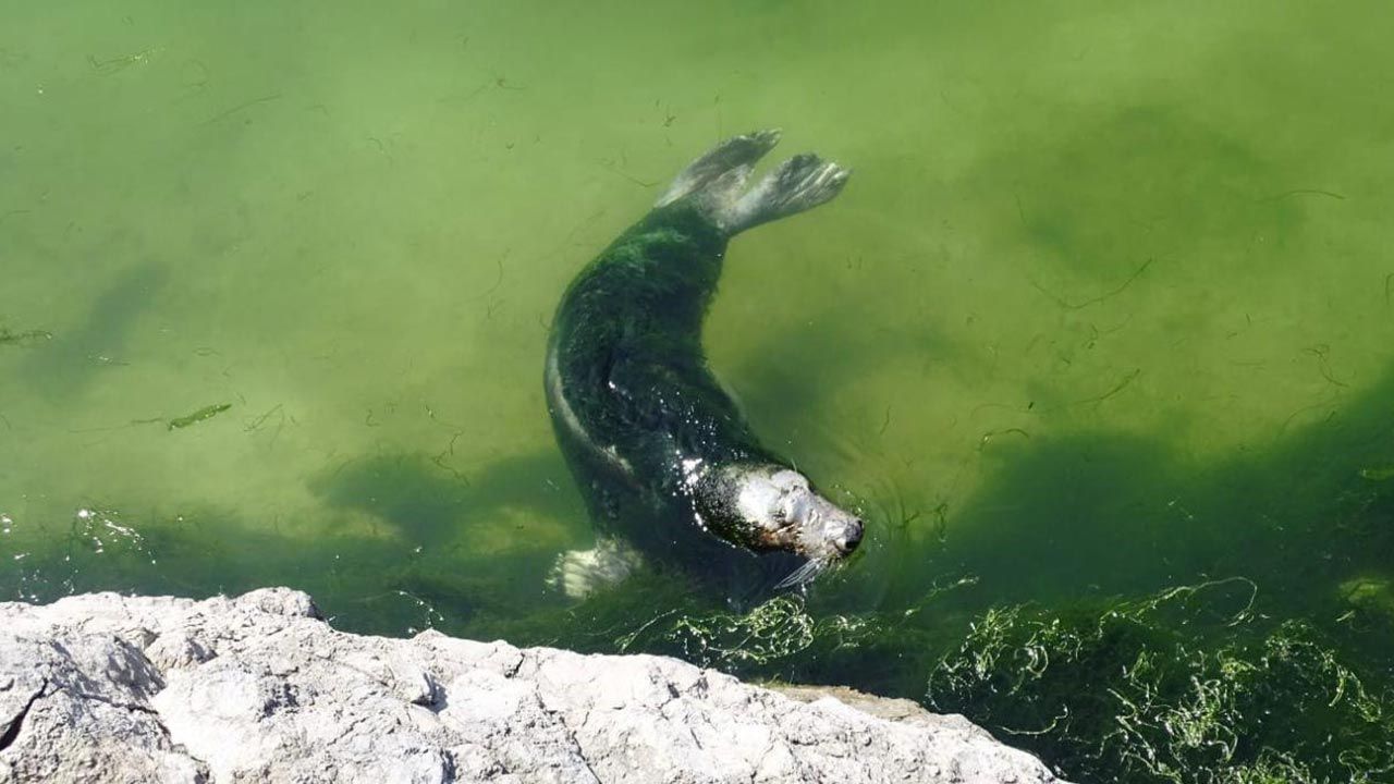 Mimo złych warunków władze miejskie bronią zoo (fot. Facebook/AnimaNaturalis España) Mimo złych warunków władze miejskie bronią zoo (fot. Facebook/AnimaNaturalis España)