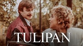 Tulipan