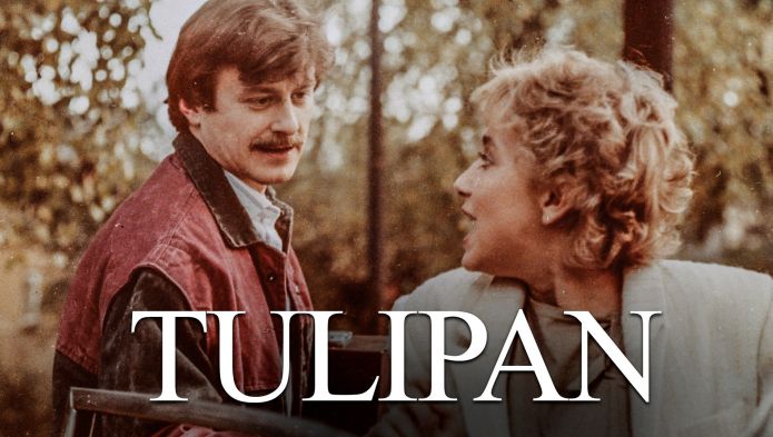 Tulipan