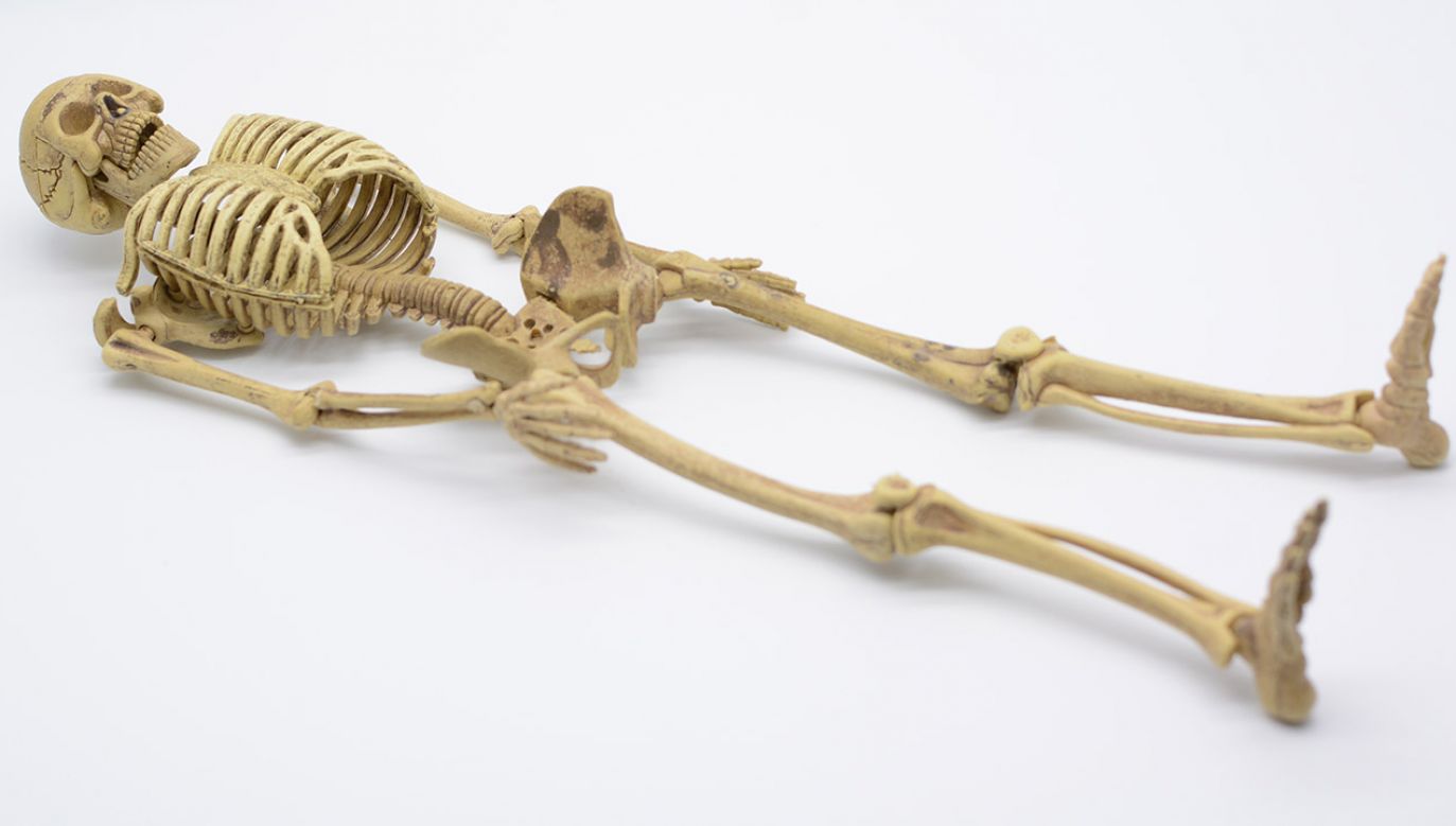 Kości szkieletu zostały złożone w małej trumnie (fot. Shutterstock)
