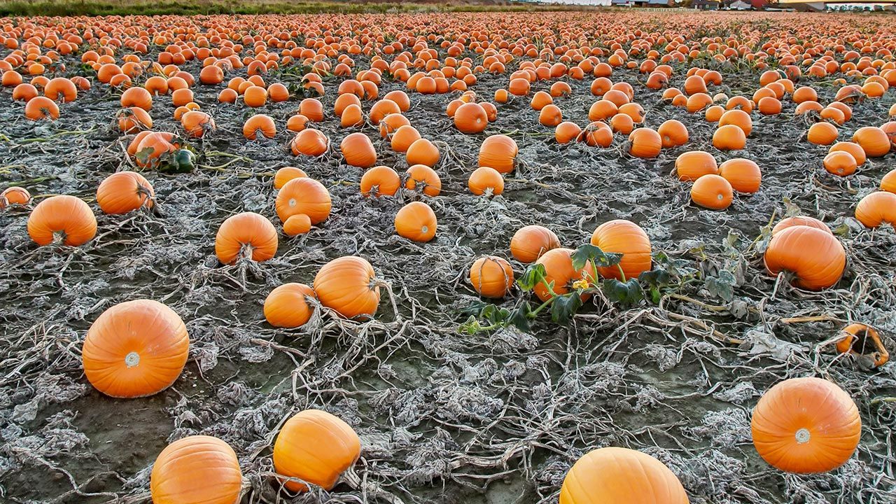 Złodzieje zdążyli spakować 25 dyń (fot. Shutterstock) Złodzieje zdążyli spakować 25 dyń (fot. Shutterstock)
