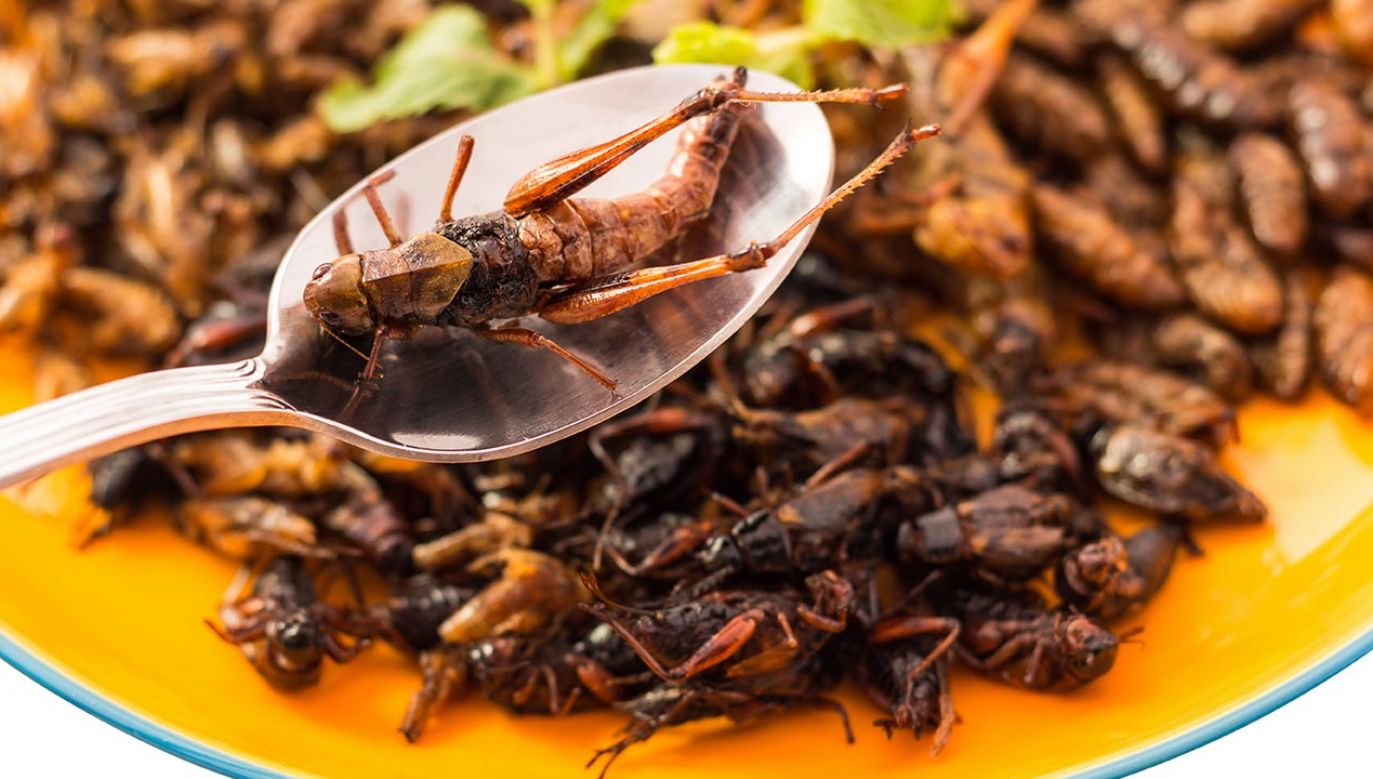 Czy owady zastąpią mięso? (fot. Shutterstock/Charoen Krung Photography)