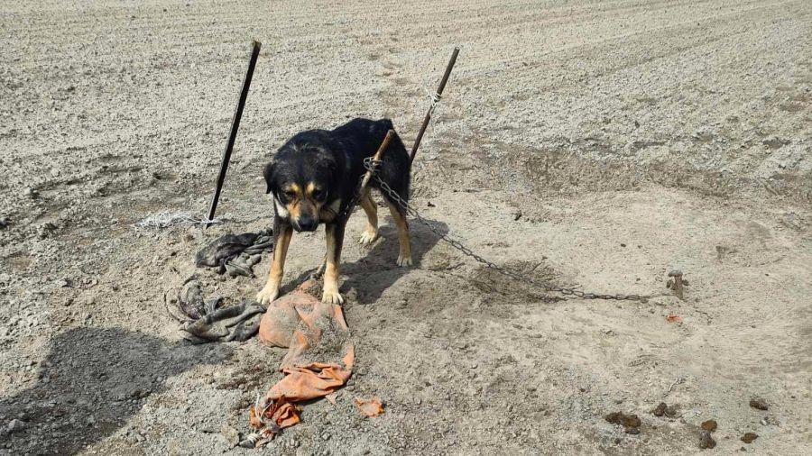 pies na polu Kalisz, Biuro Schroniska dla Bezdomnych Zwierząt przy Urzędzie Miasta Kalisza  (fot. FB/Biuro Schroniska dla Bezdomnych Zwierząt - Urząd Miasta Kalisza)